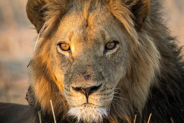 lion africa Zimbabwe