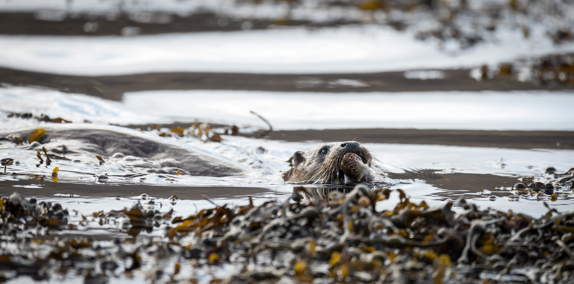 How Do Otters Keep Warm? - Mc2 Photography